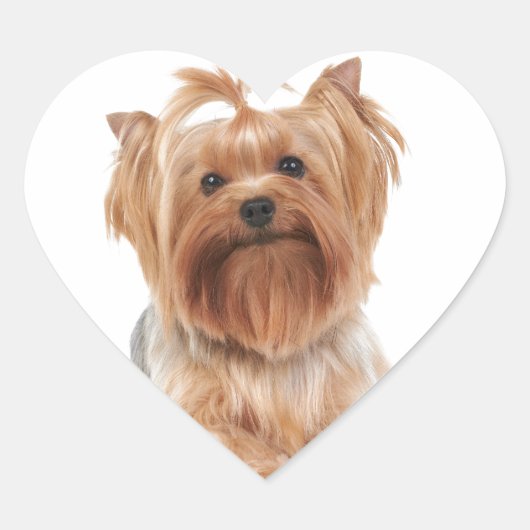 Sticker Cœur Yorkshire Terrier (Devant)