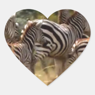 Sticker Cœur Zèbres en mouvement : Un voyage de mille milles