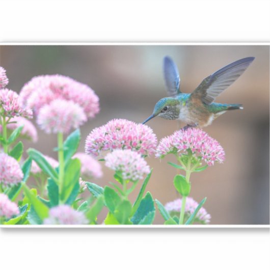 Sticker Colibri Et Nectar (Devant)