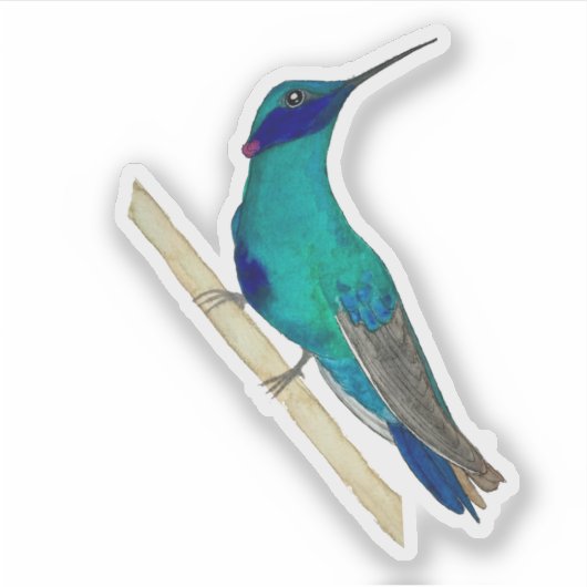 Sticker Colibri mexicain (Devant)