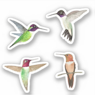 Sticker Colibri nord-américain
