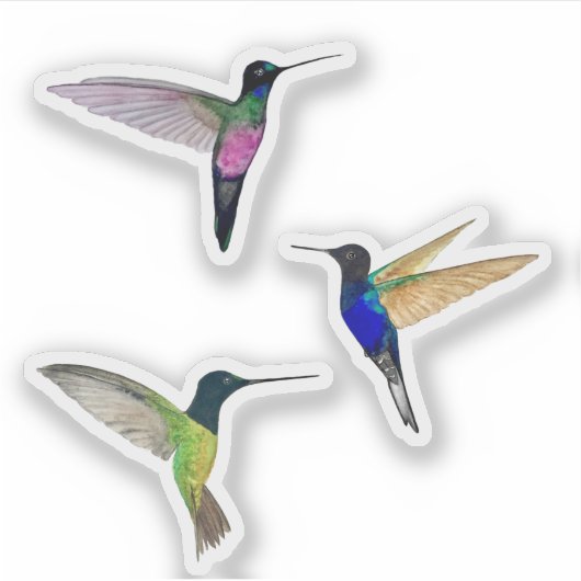 Sticker Colibri tropical (Devant)