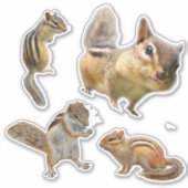 Sticker Collection d'autocollants de tamia (Devant)