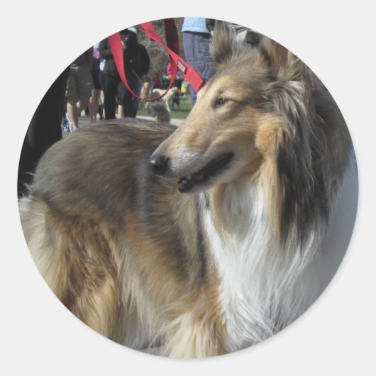 Sticker Collie (Devant)