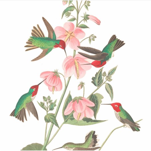 Sticker Columbian Humming par John James Audubon (Devant)