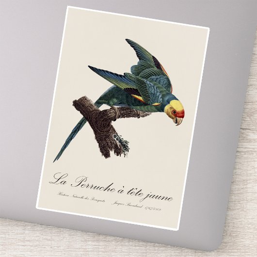 Sticker Conure de Caroline, Conuropsis carolinensis
