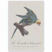 Sticker Conure de Caroline, Conuropsis carolinensis (Devant)