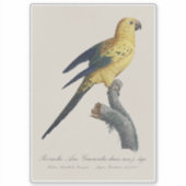 Sticker Conure soleil ou Aratinga solstitialis (Devant)