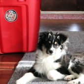 Sticker Cookies de Noël