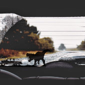 Sticker Cool T-rex Dinosaur Pour Camion