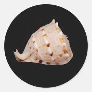 Sticker Coquille