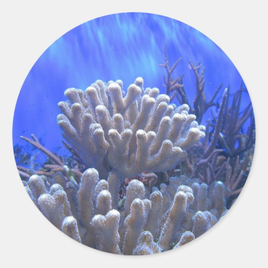 Sticker Coral Reef (Devant)