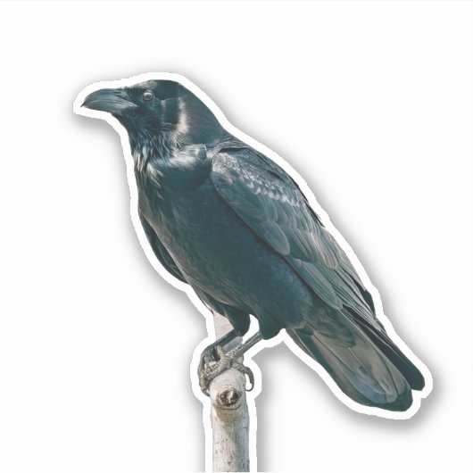 Sticker Corbeau sur une branche (Devant)