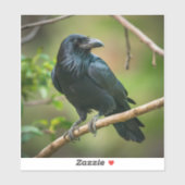 Sticker Corbeau sur une branche d'arbre (Feuille)