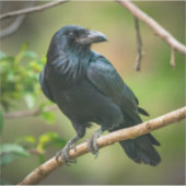 Sticker Corbeau sur une branche d'arbre (Devant)