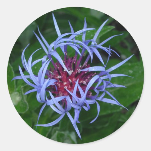 sticker Cornflower bleu (Devant)