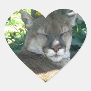 Sticker Cougar