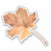 Sticker coupe vinyle Maple Leaf de automne (Devant)