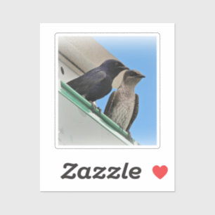 Sticker Couple de Hirondelles noires