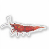 Sticker Crevette cerise rouge RCS (Devant)
