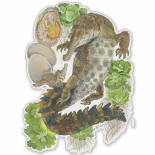 Sticker Crocodile à la fine bouche