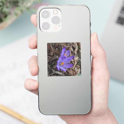 Sticker Crocus de bois à fleurs violettes (Téléphone)
