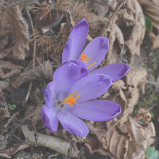 Sticker Crocus de bois à fleurs violettes (Recto)