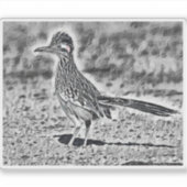 Sticker Croquis Roadrunner (Devant)