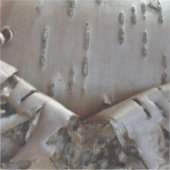 Sticker Curly Birch Bark Tree Rustic (Devant)