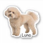 Sticker Custom photo Poodle puppy (Devant)