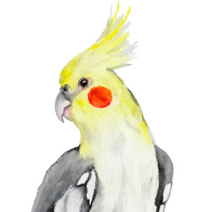 Sticker Cute Cockatiel Aquarelle Parrot.