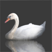 Sticker Cygne blanc sur noir (Recto)