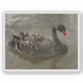 Sticker Cygne noir (Devant)