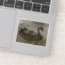 Cygne noir