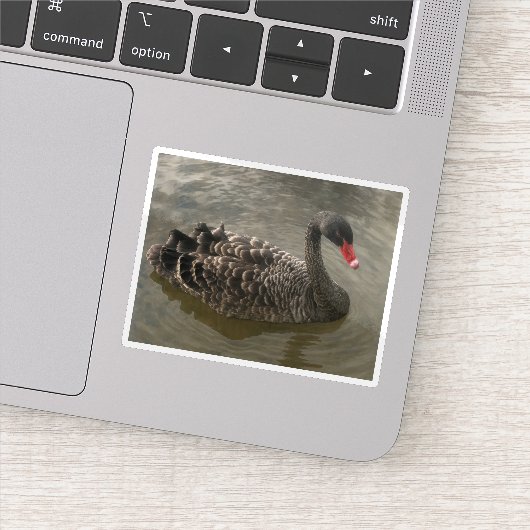 Sticker Cygne noir (Détail)
