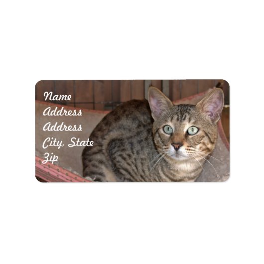 Sticker d'adresse de chat Savannah (Devant)