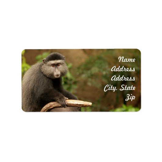 Sticker d'adresse de singe (Devant)