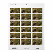 Sticker d'adresse de singe (Feuille entière)