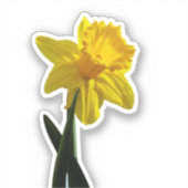 Sticker Daffodile (Recto)