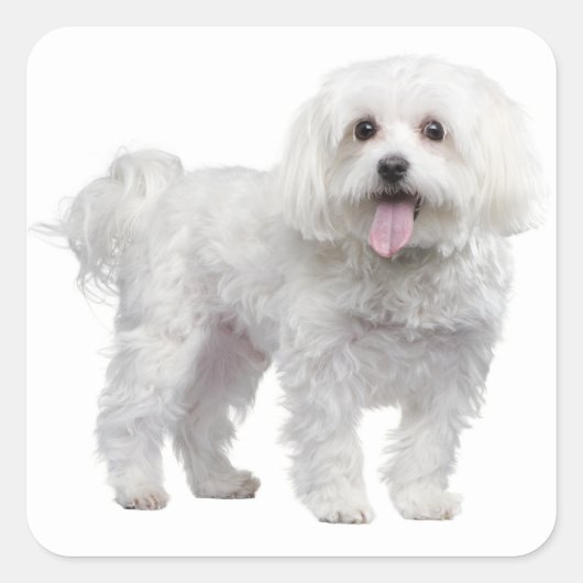 Sticker d'amour pour chien chiot maltais blanc / É (Devant)