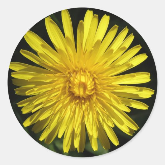 Sticker Dandelion (Devant)