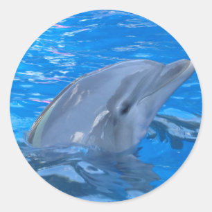 Sticker Dauphin De Bottlenose
