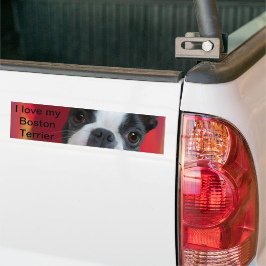 Sticker de Boston Terrier Bumper (Sur camion)