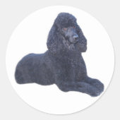 Sticker de caniche (Devant)