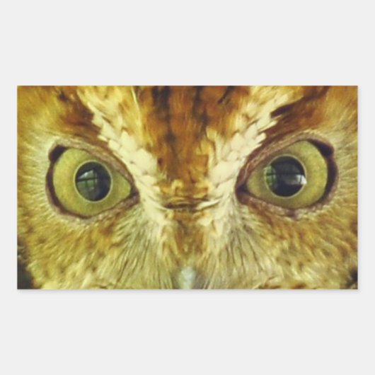Sticker de hibou de chenille des yeux de hibou (Devant)