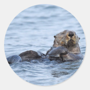 Sticker de la loutre
