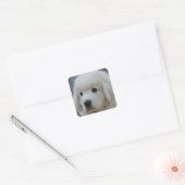 Sticker de l'adorable polonais Tatra Sheepdog Chie (Enveloppe)
