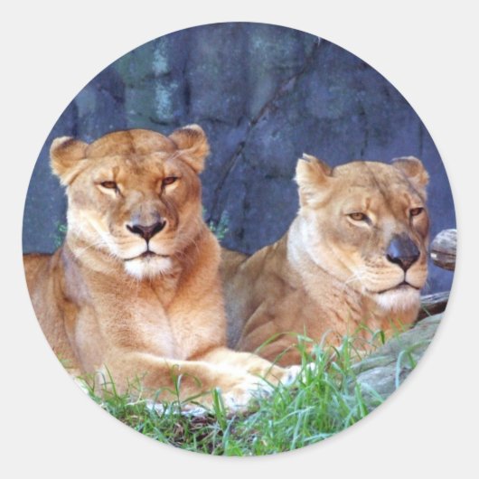 Sticker de lionne (Devant)