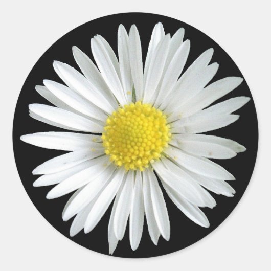 Sticker de marguerite (Devant)