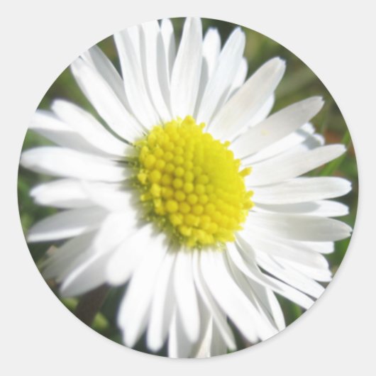 Sticker de marguerite (Devant)